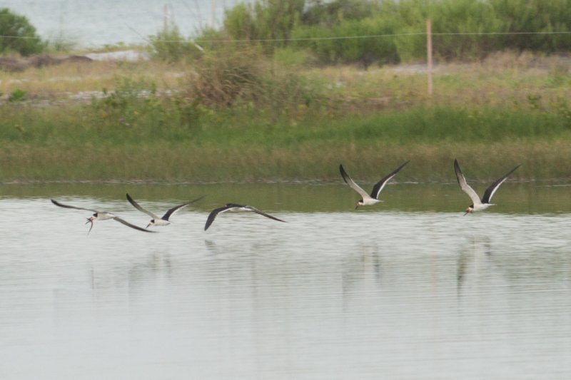 Estero Lagoon 07-07-2015 DSC06698 esterolagoon07072015dsc06698.jpg