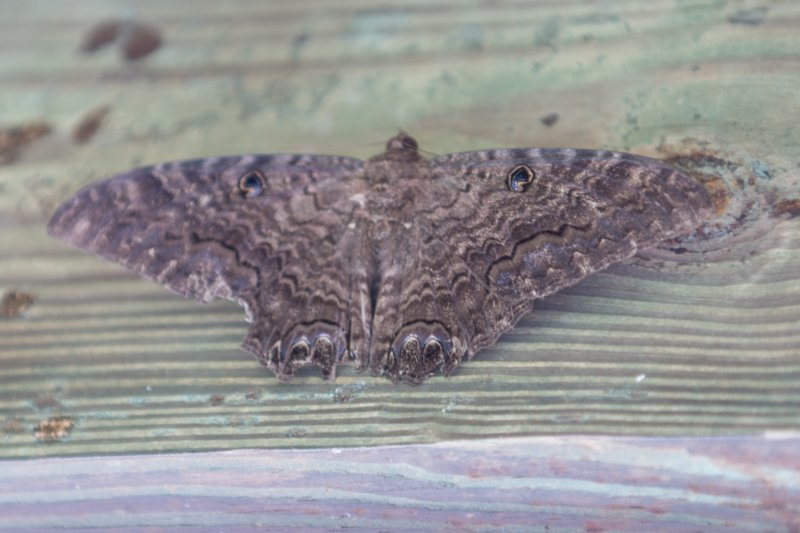 Long Key SP 06-30-2015 DSC066442 longkeysp06302015dsc066442.jpg