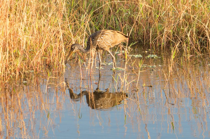 Myakka River SP - 06-26-2015 DSC0654201 myakkariversp06262015dsc0654201.jpg