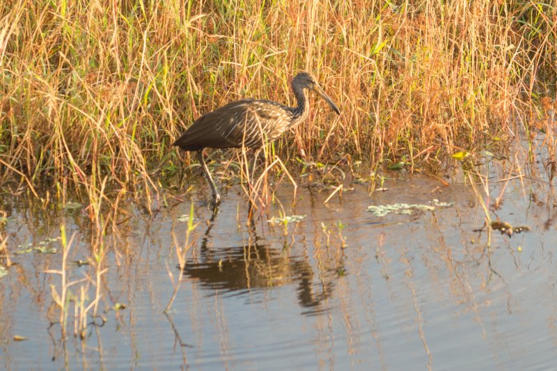Myakka River SP - 06-26-2015 DSC0654202 myakkariversp06262015dsc0654202.jpg