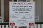 pigeonkey07012015dsc0664801_small.jpg
