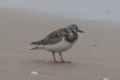 sony_dsc_08454_small.jpg