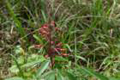 sony_dsc_08907_small.jpg