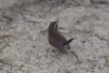 sony_dsc_09035_small.jpg
