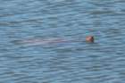 dsc09316_small.jpg