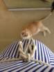 _vincent_10004_small.jpg