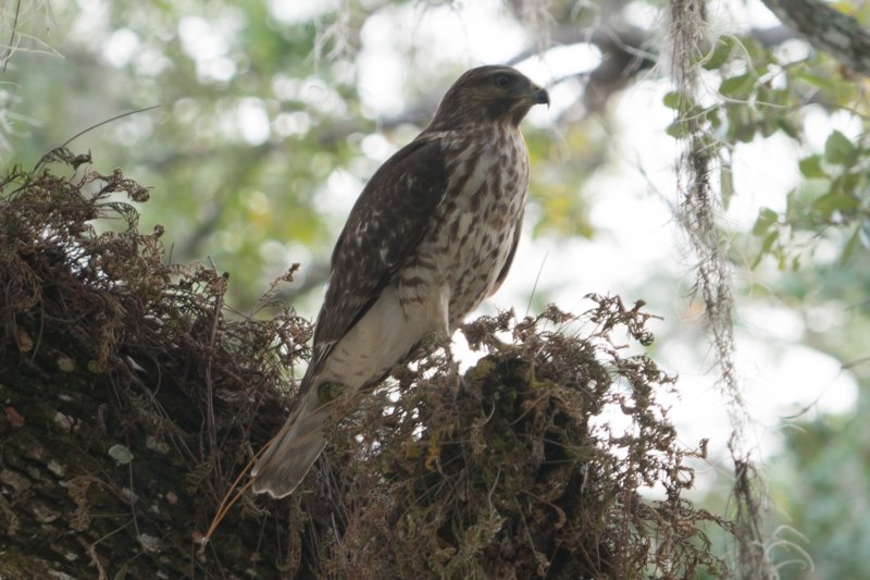 DSC_0349 dsc_0349.jpg